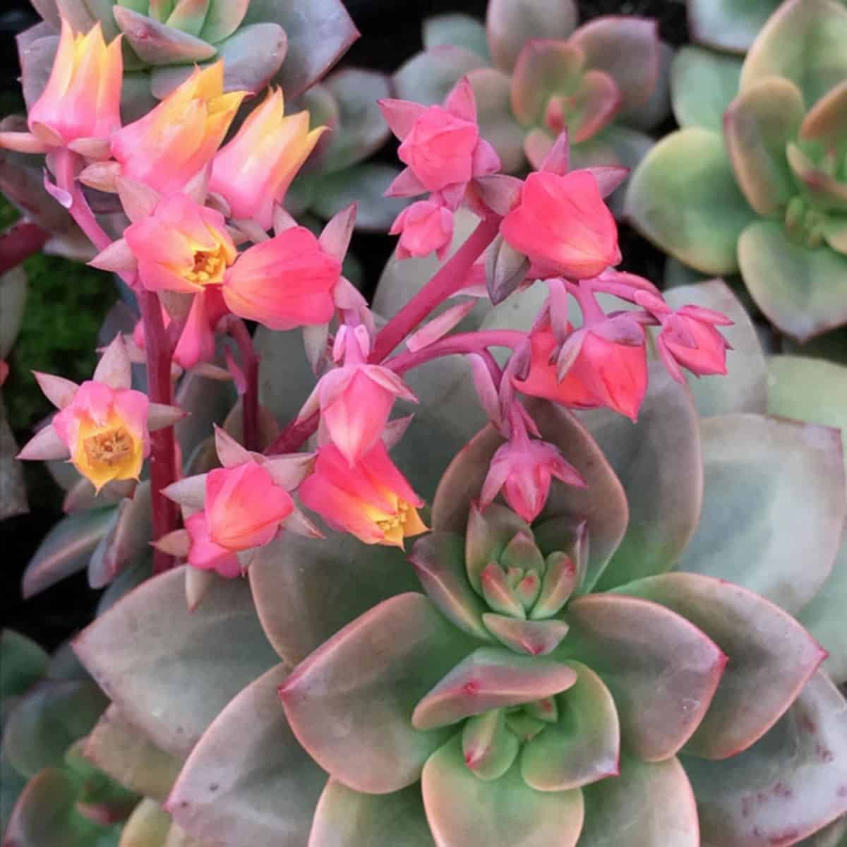 Blooming Echeveria ‘Chroma’