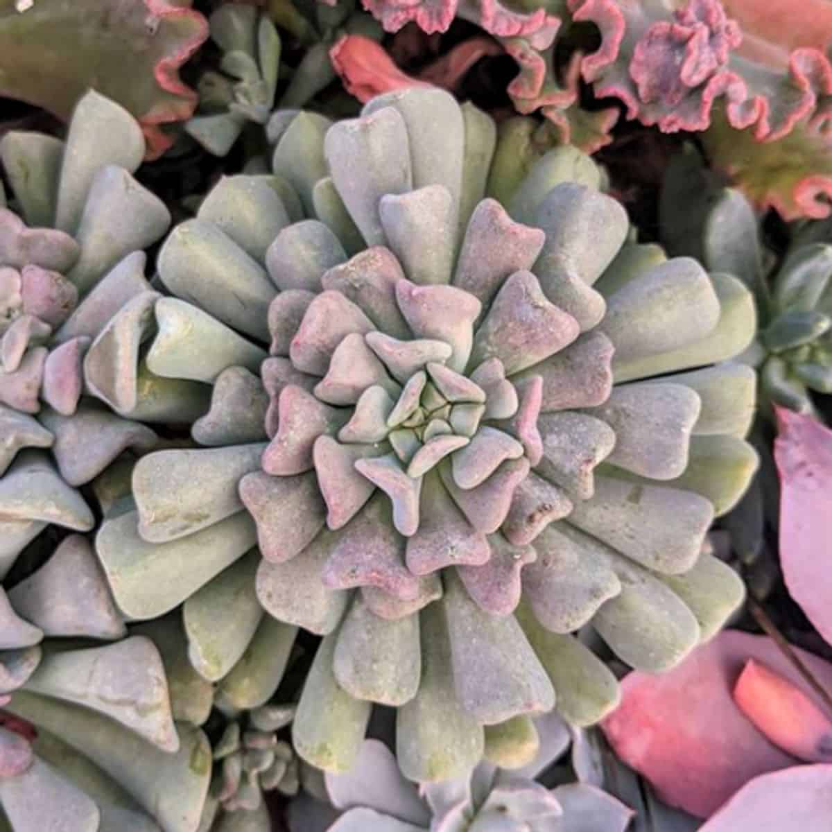 Echeveria ‘Cubic Frost’ close-up.