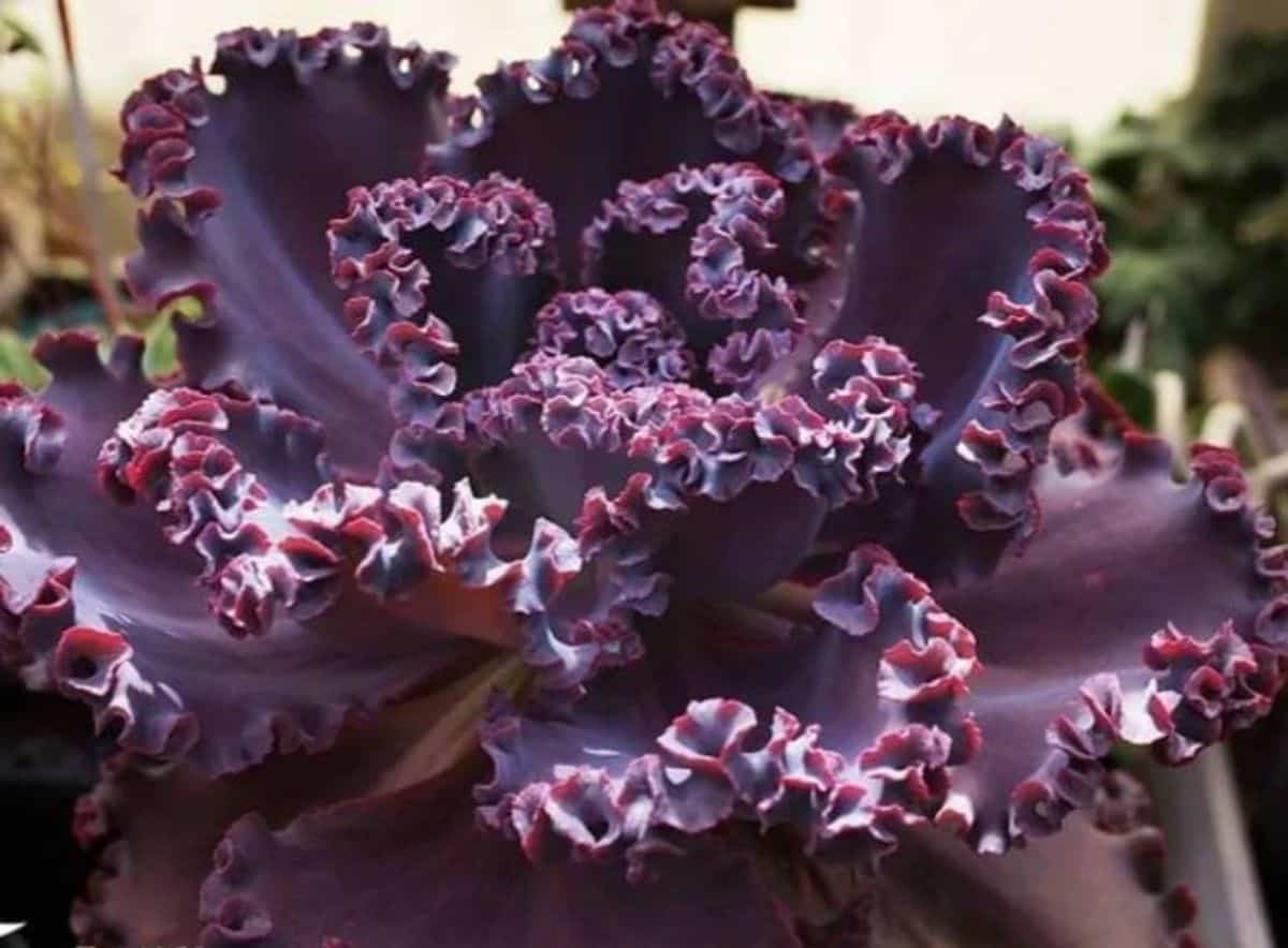 Echeveria Gibbiflora 'Jane Naylor' close-up.