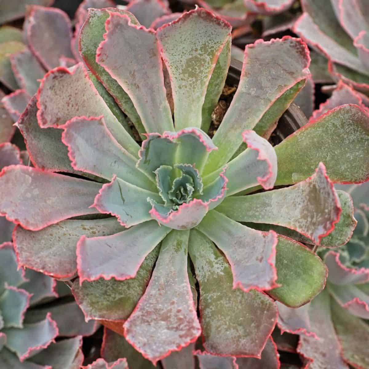 Echeveria 'Neon Breakers'