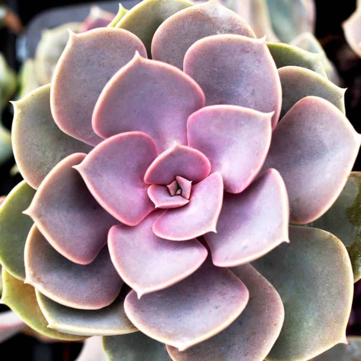 Echeveria ‘Perle von Nürnberg’ close-up.