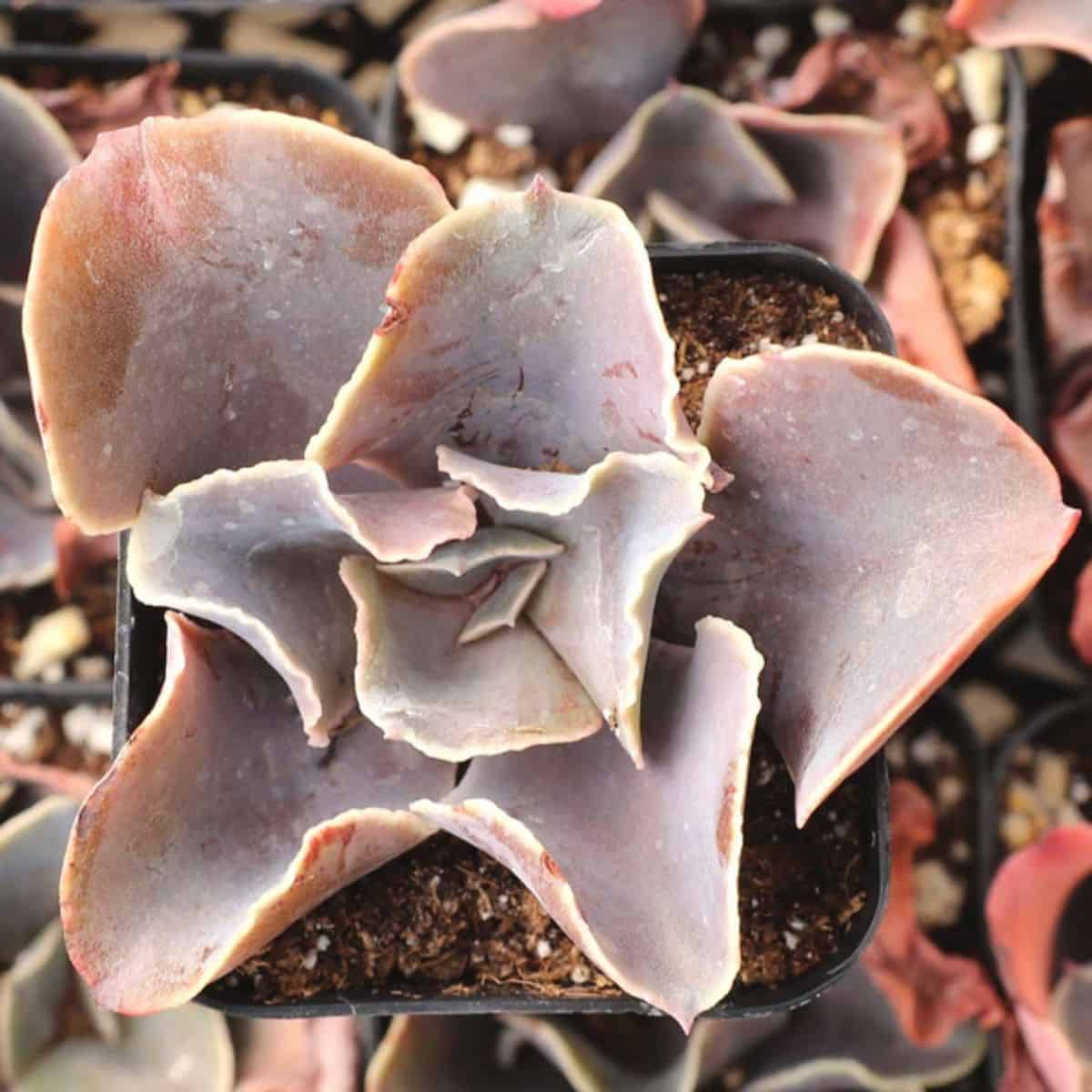 Echeveria ‘Violacina’ growing in a pot.