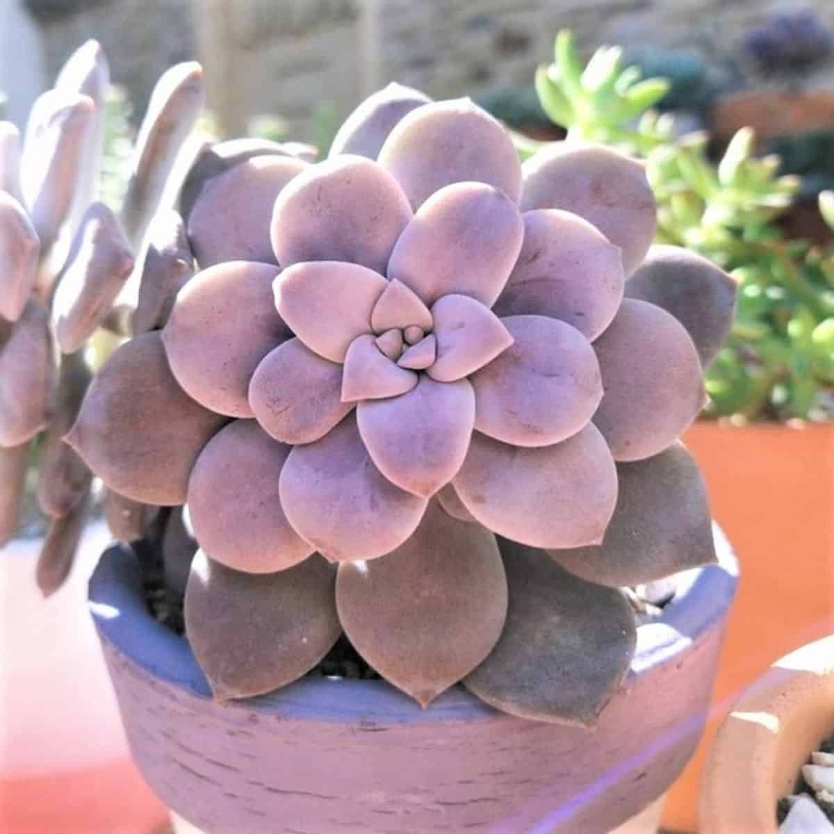 Graptopetalum pentandrum ssp. superbum – Beautiful Graptopetalum growing in a pot.