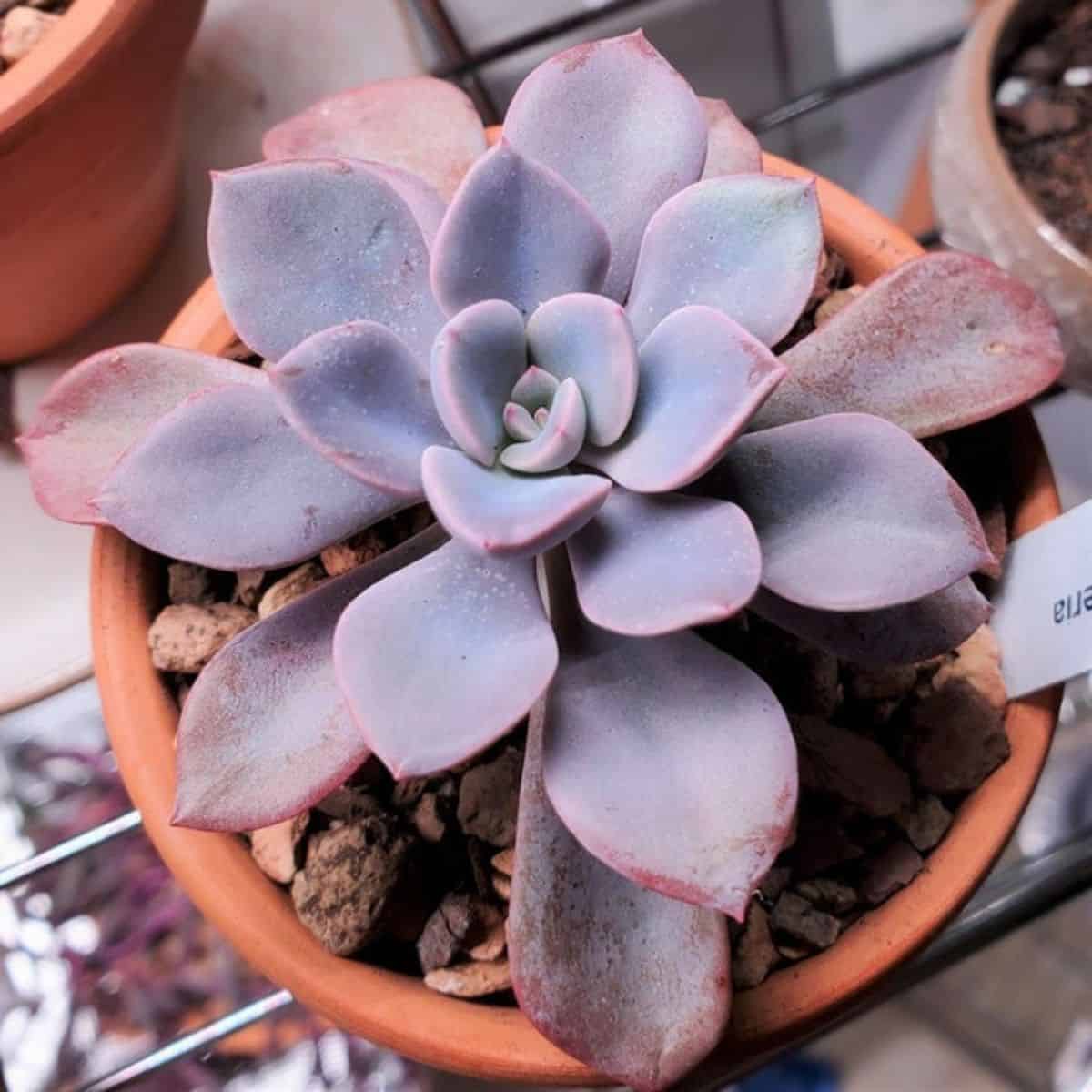 Graptoveria ‘Debbie’ growing in a pot.