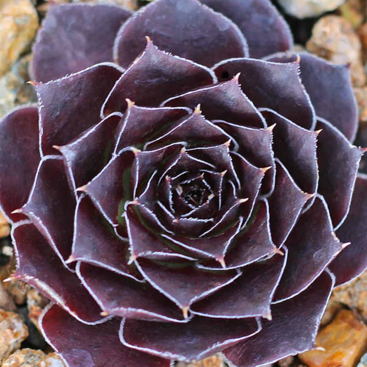 Sempervivum heuffelii 'Red Heuff f/ Munich University' close-up.