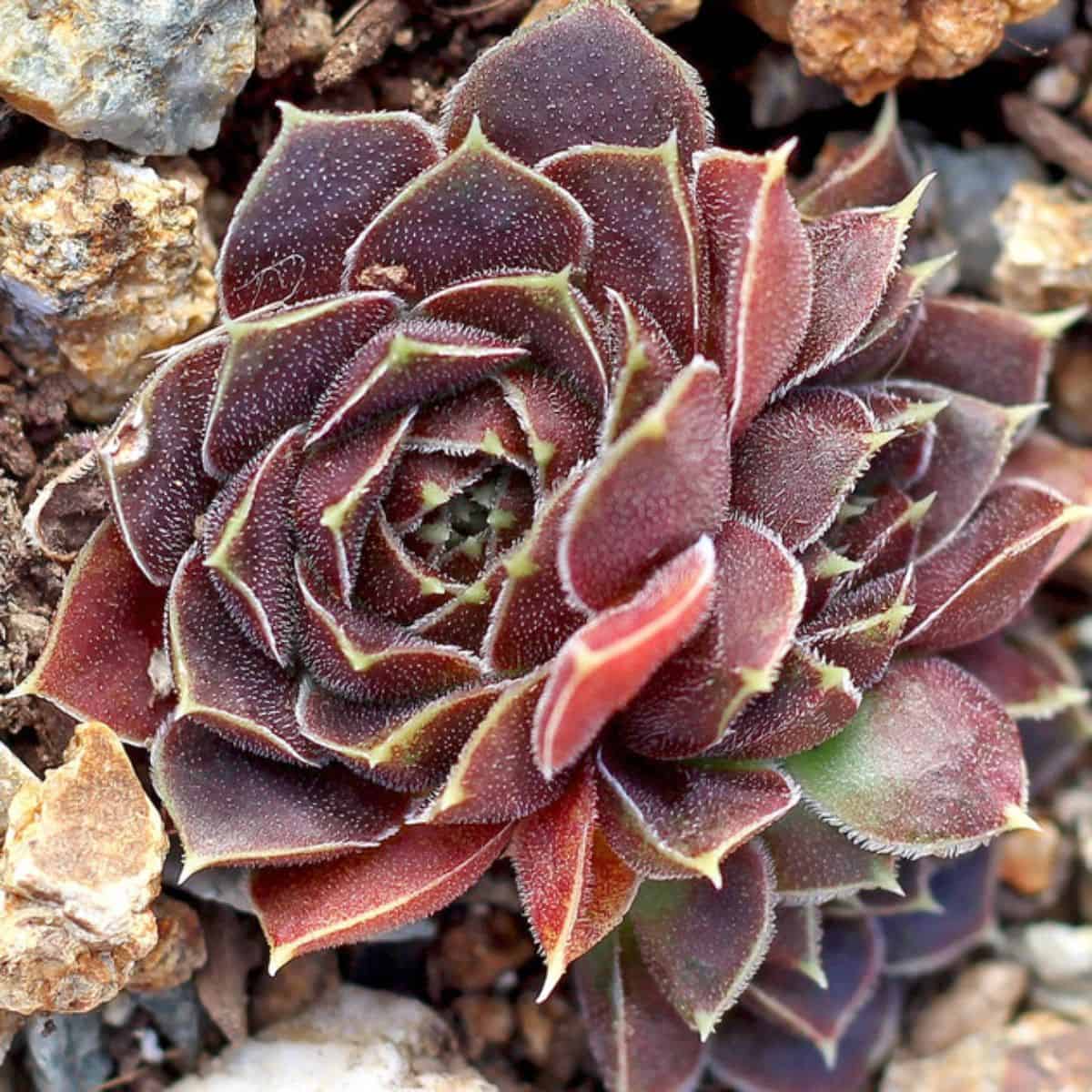 Sempervivum heuffelii ‘Artemis’ close-up.