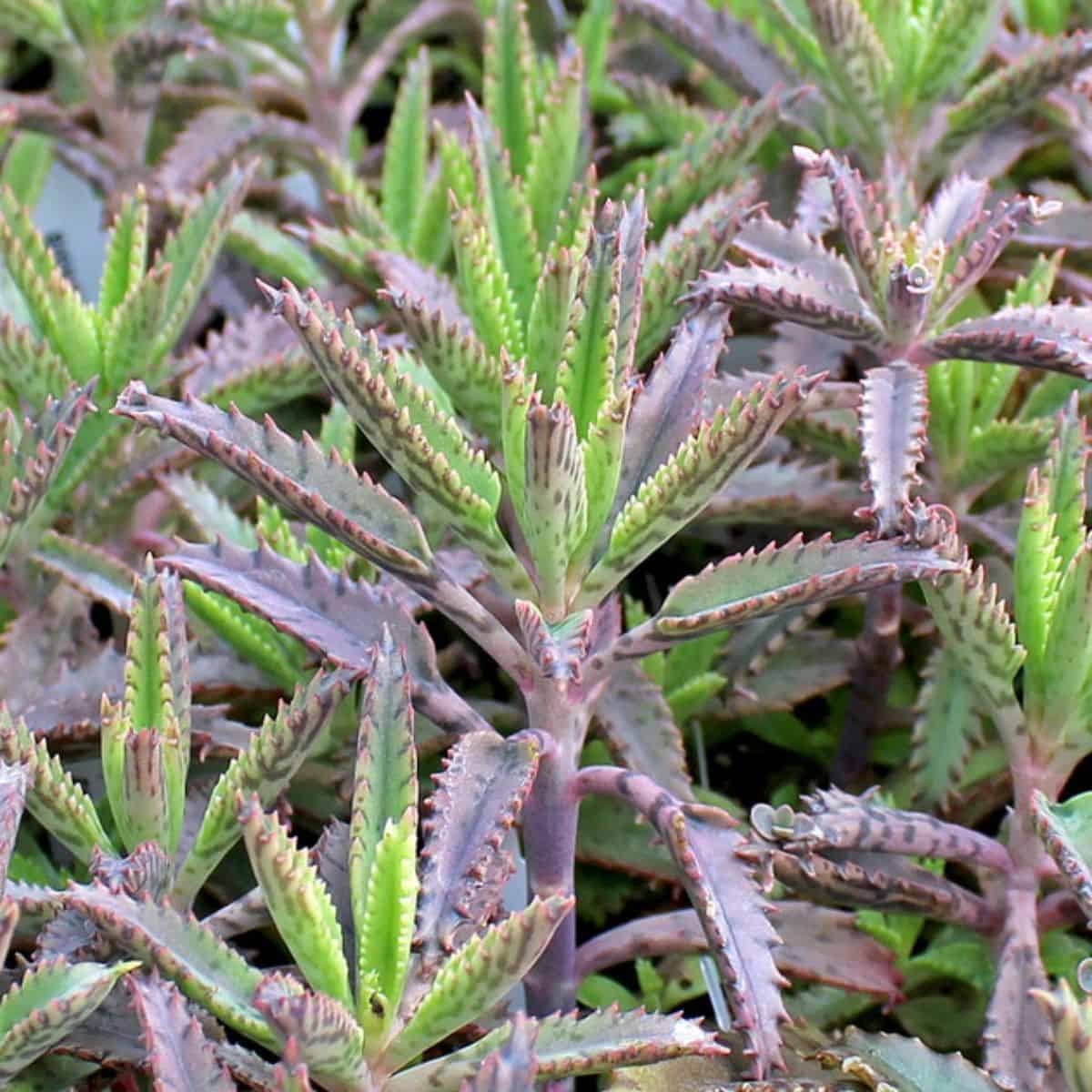 Kalanchoe hybrida – Houghtonii