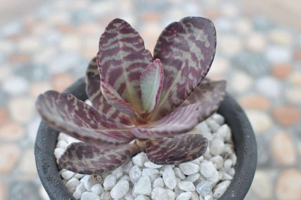 Kalanchoe humilis growing in a pot.