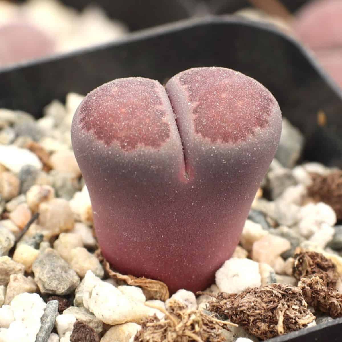 Lithops salicola - Sato's Violet or ‘Bacchus’ growing in a pot.