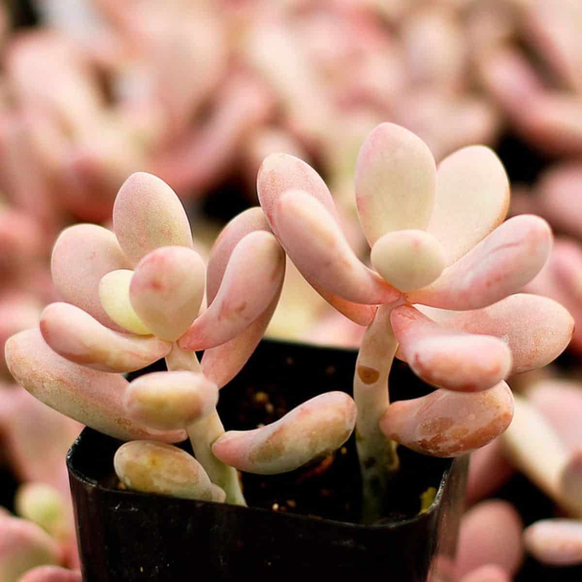 Pachyphytum oviferum – Moonstones growing in a pot.