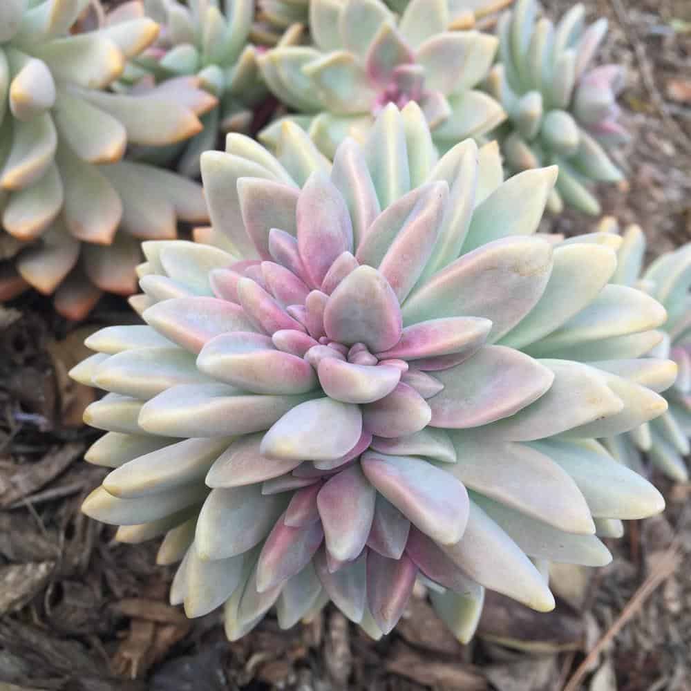 11 Pretty Pink Succulents for Your Dead Garden