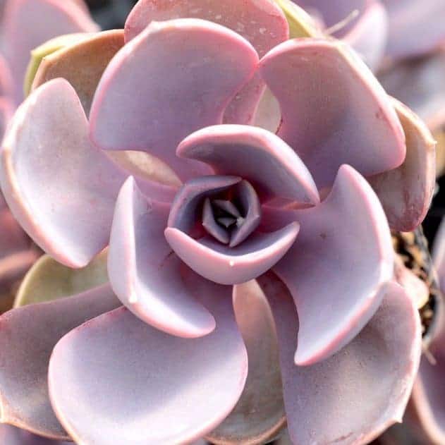 Echeveria ‘Purple Pearl’ close-up.