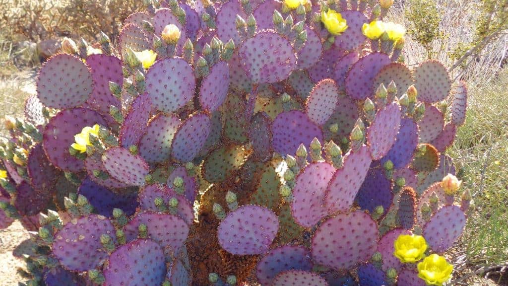 Opuntia santarita ‘Santa Rita Prickly Pear’ growing outdoor.