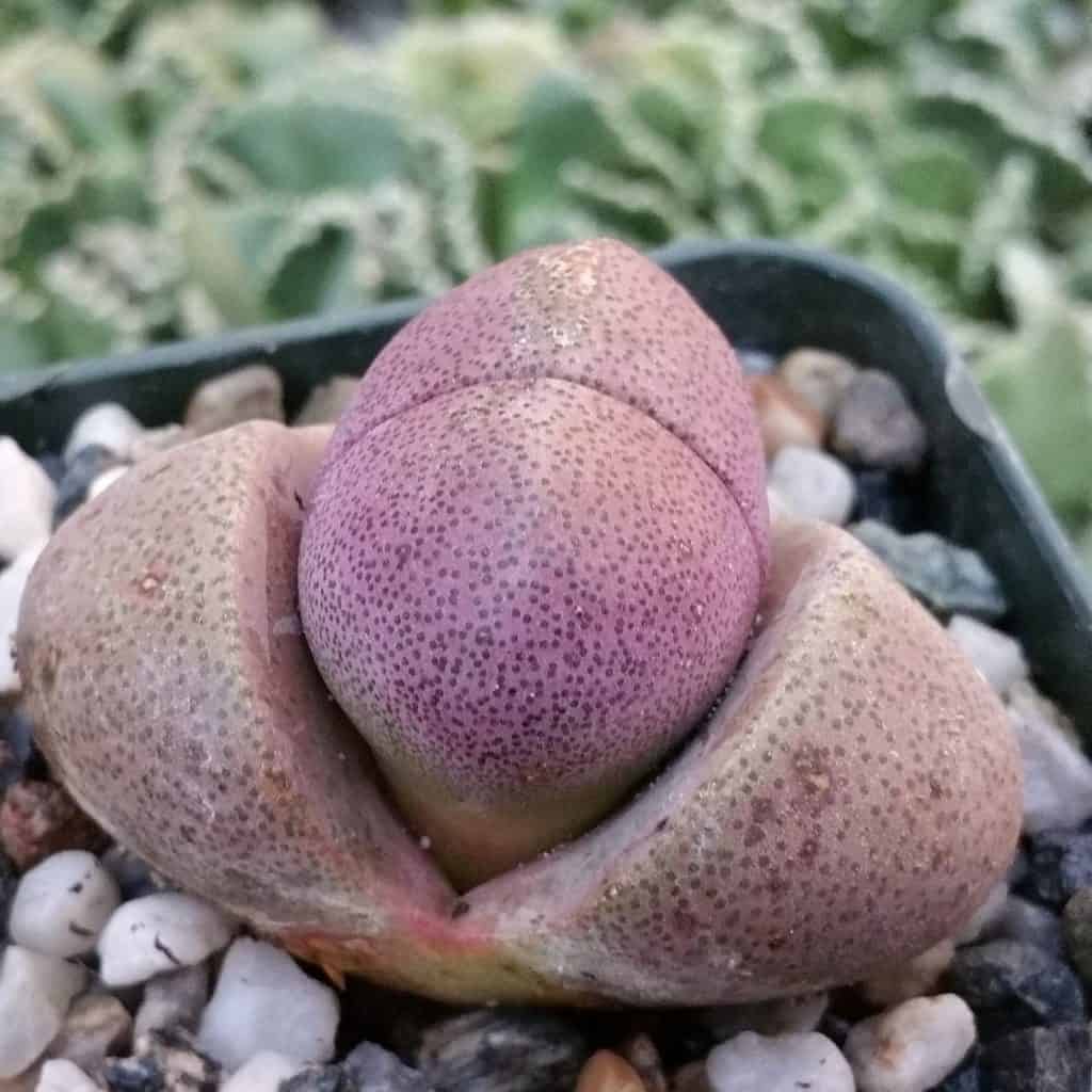 Pleiospilos nelii ‘Royal Flush’ close-up.