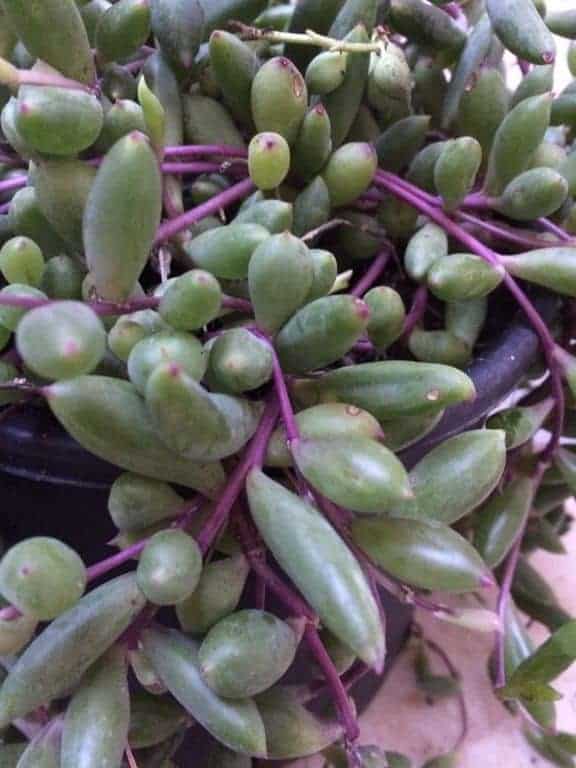 Senecio herreanus 'Purple Flush' growing in a pot.