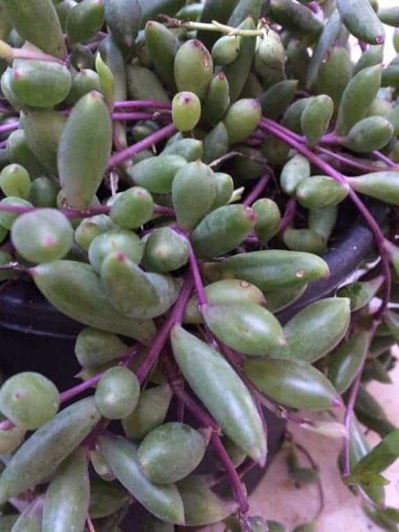 Senecio herreanus 'Purple Flush' growing in a pot.