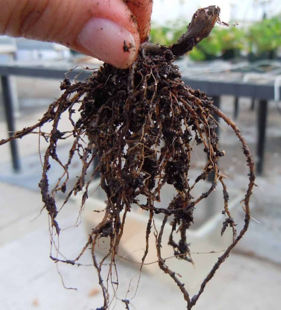 Succulent Root Rot – Fast Treatment to Healthy Plants