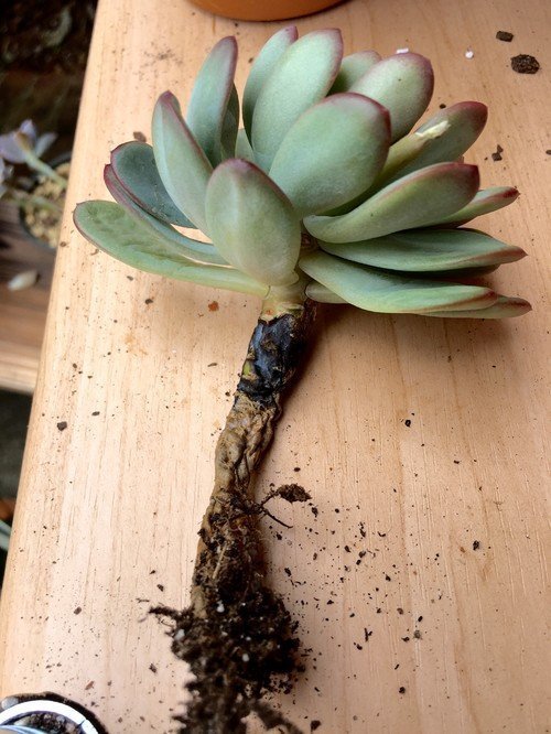 Succulent root rot on the table.