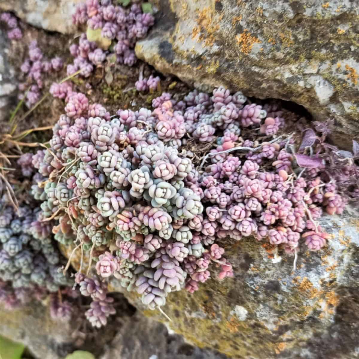 Sedum Dasyphyllum ‘Lilac Mound’ growing on rocks.