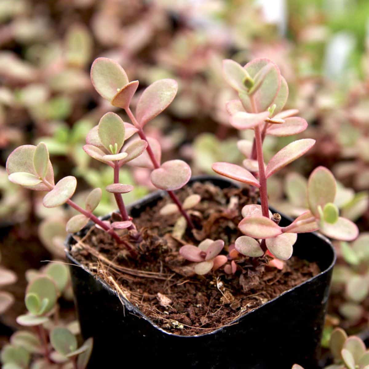 Sedum Sunsparkler ‘Firecracker’ growing in a pot.