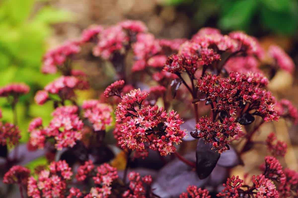 Sedum Purple Emperor close-up.