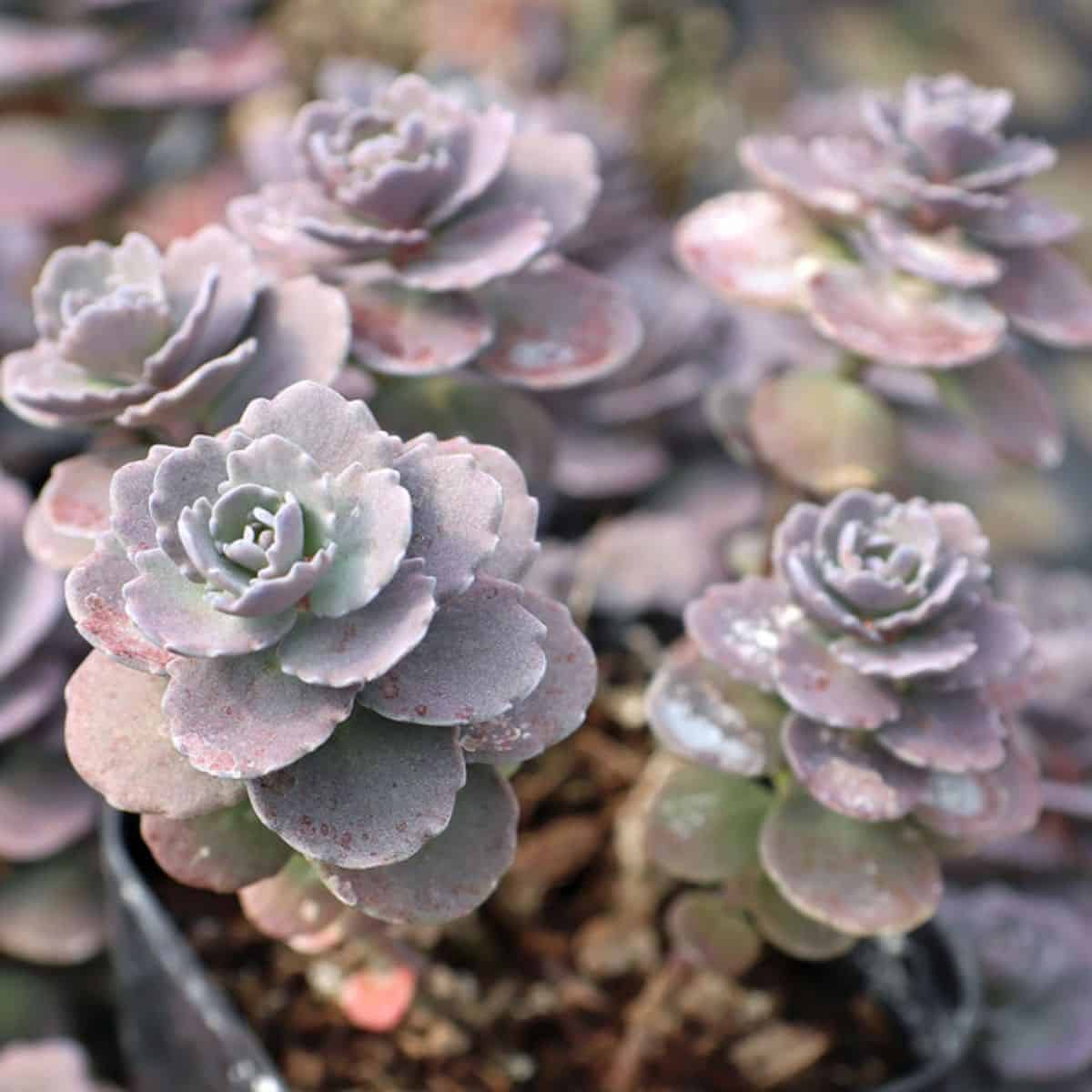 Sedum spurium ‘Ayers Rock’ growing in a pot.