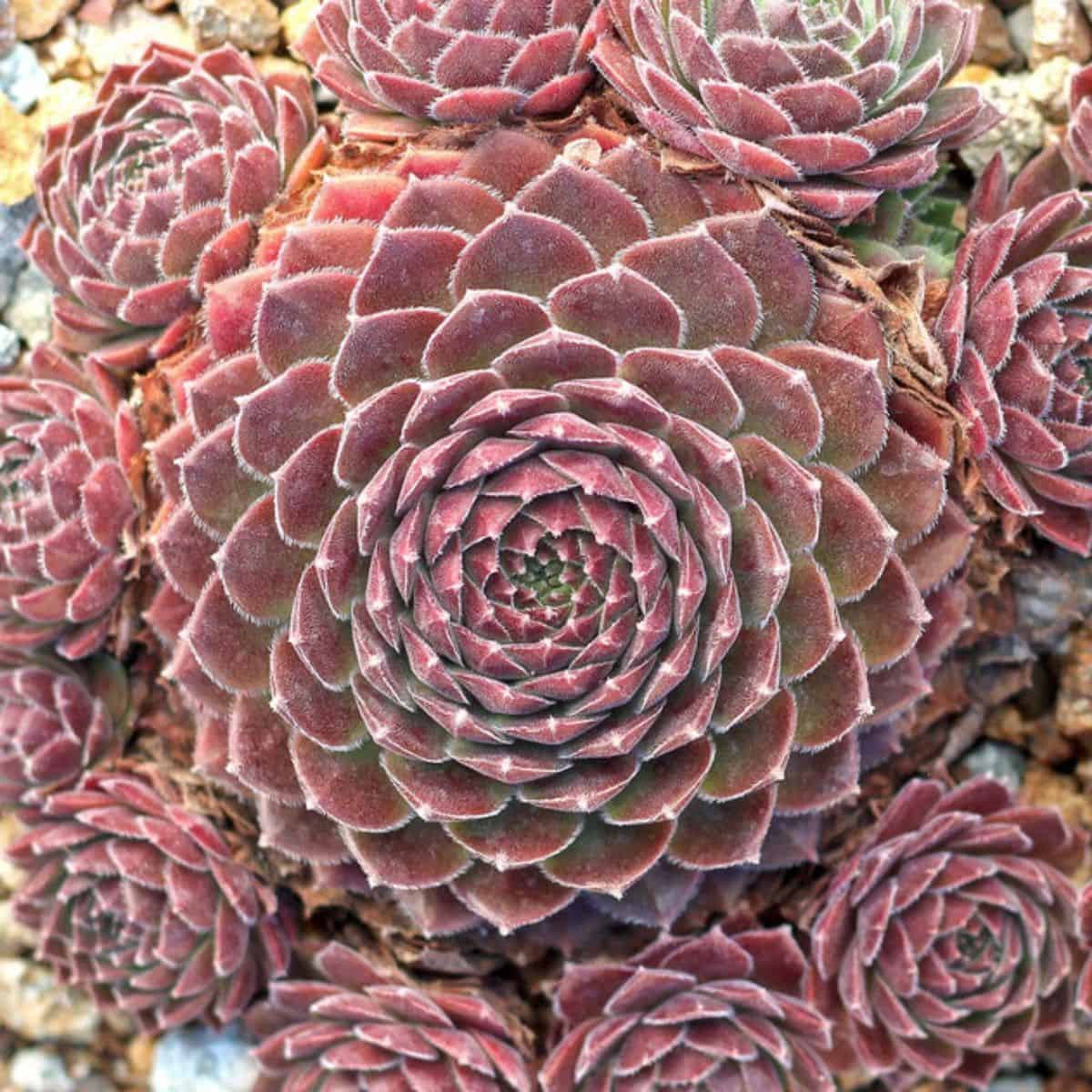 Sempervivum ‘Director Jacobs’ close-up.