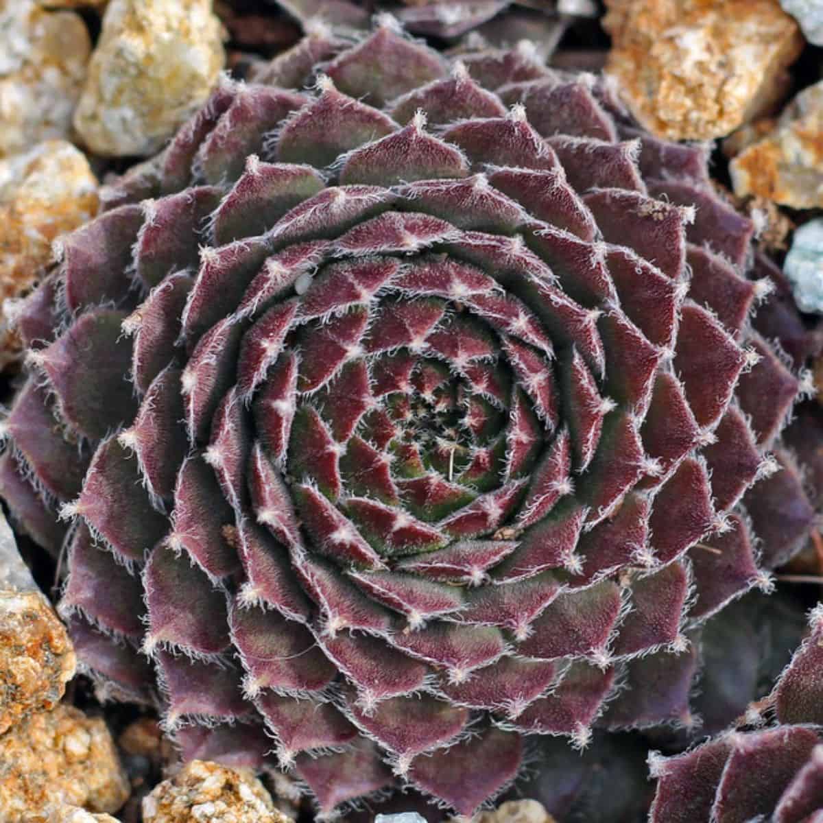 Sempervivum ‘Duke of Windsor’ close-up.