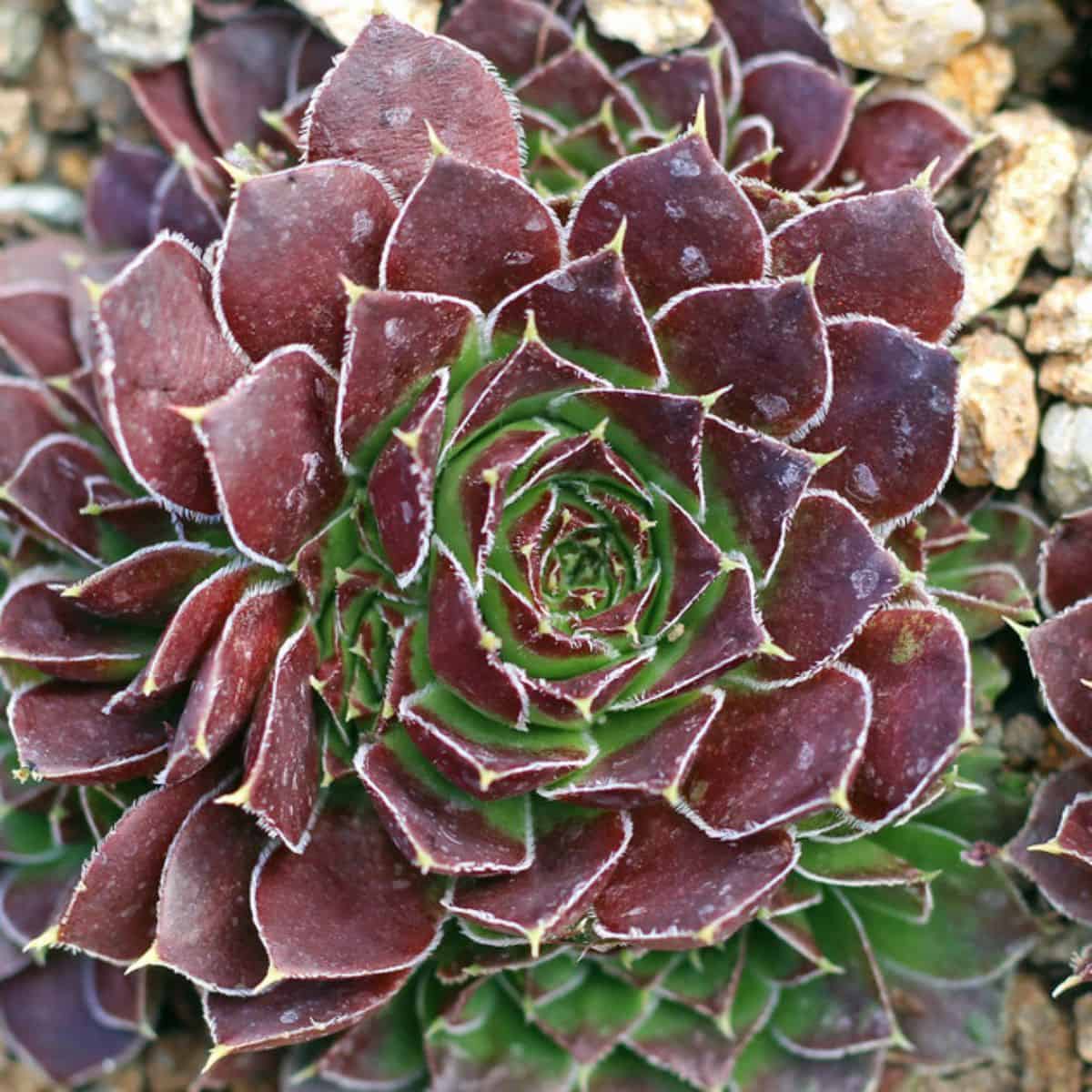 Sempervivum heuffelii 'Inferno' close-up.