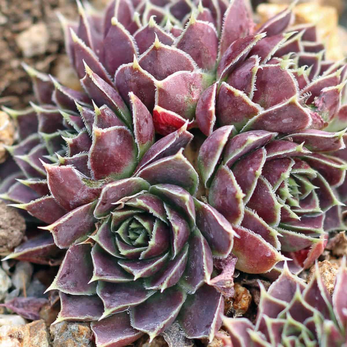 Sempervivum heuffelii 'Mystique' close-up.