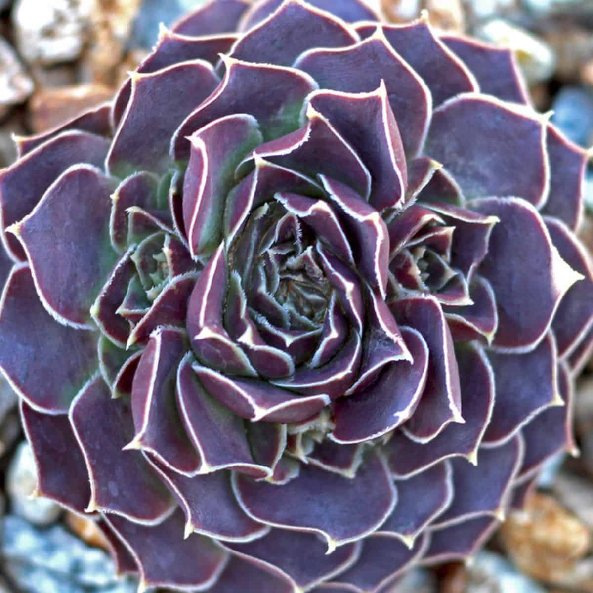 Sempervivum heuffelii ‘Violet’ close-up.