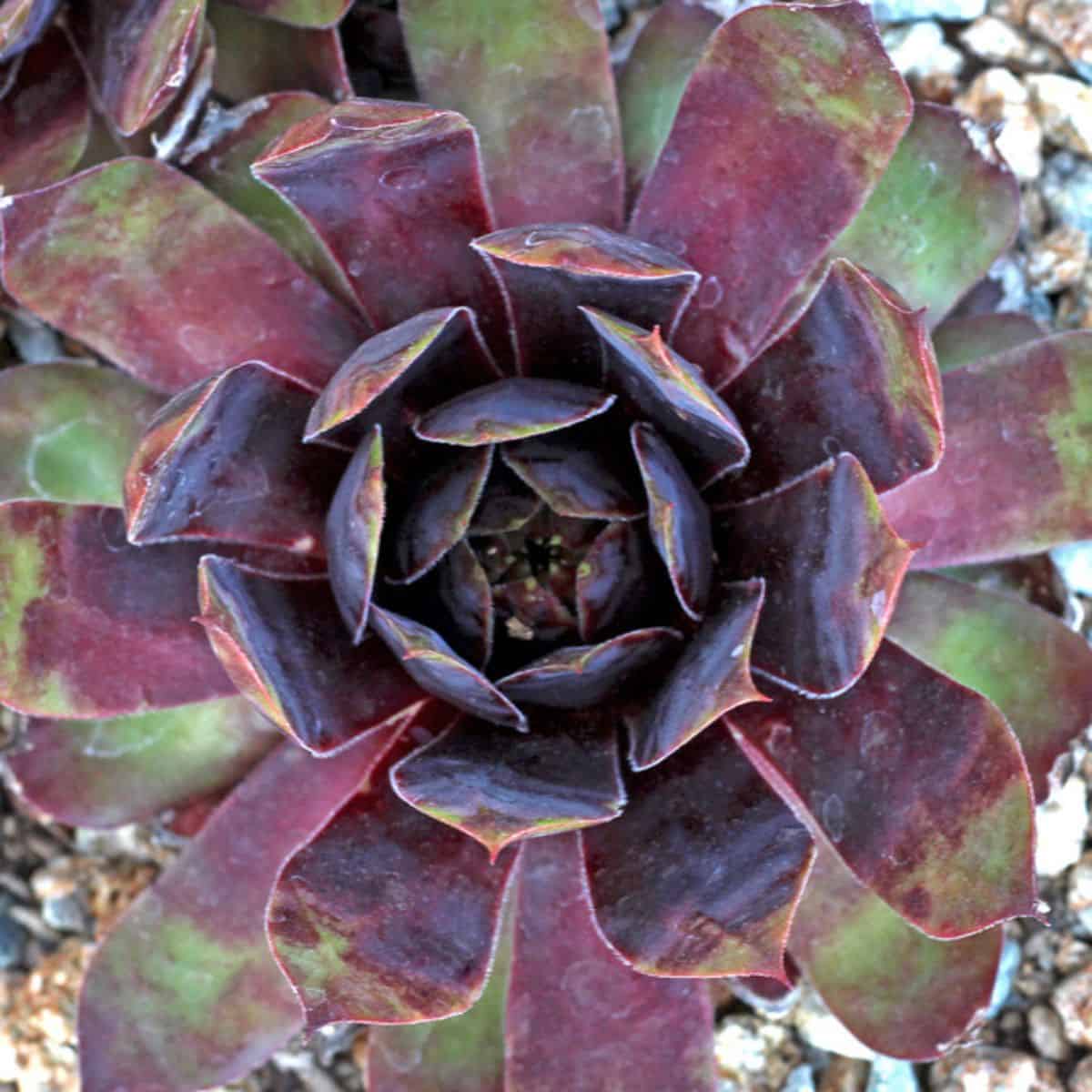 Sempervivum ‘Killer’ close-up.