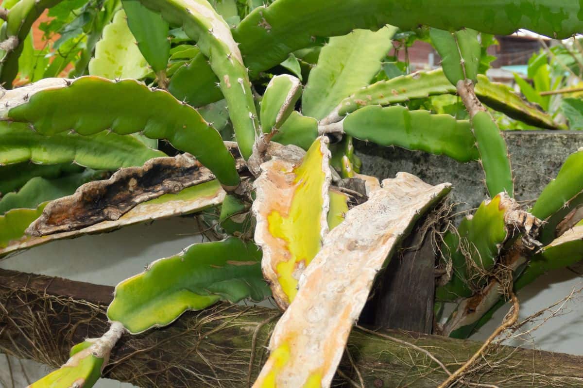 Rotten leaves on succulents.