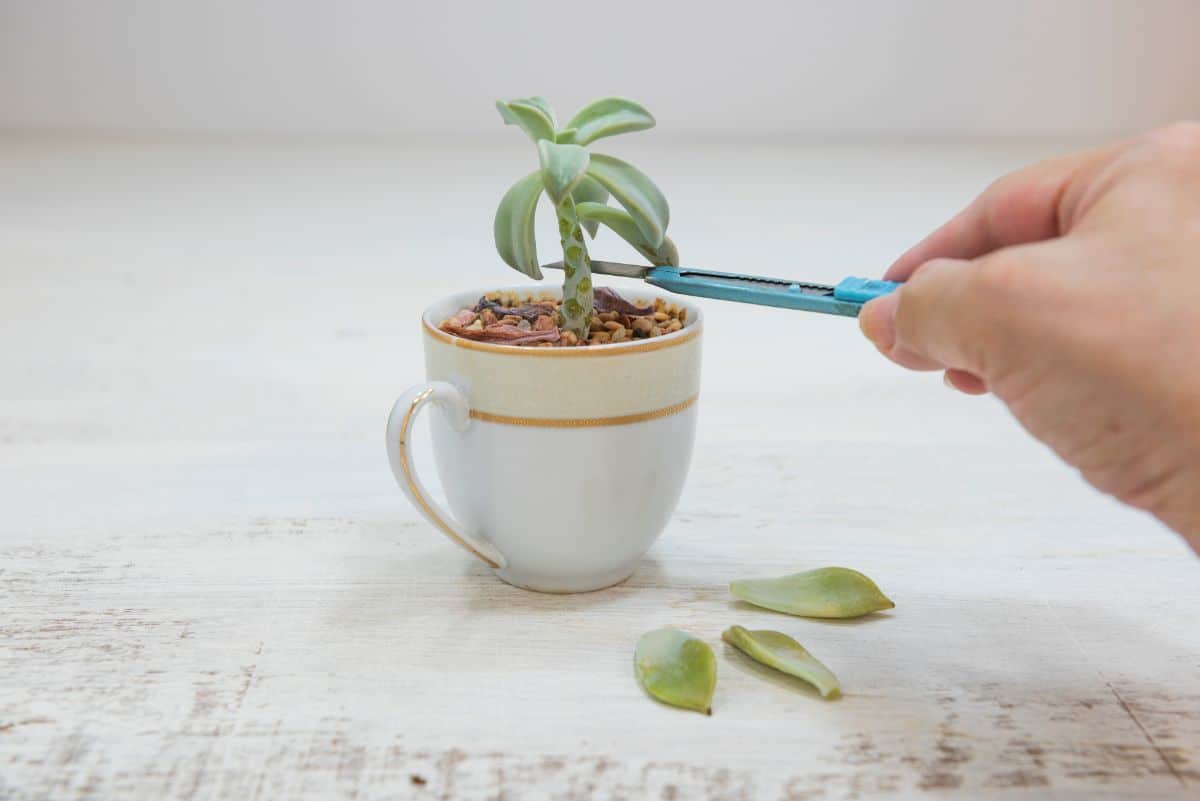 Hand with scissors trimming tiny succulent in a cup.