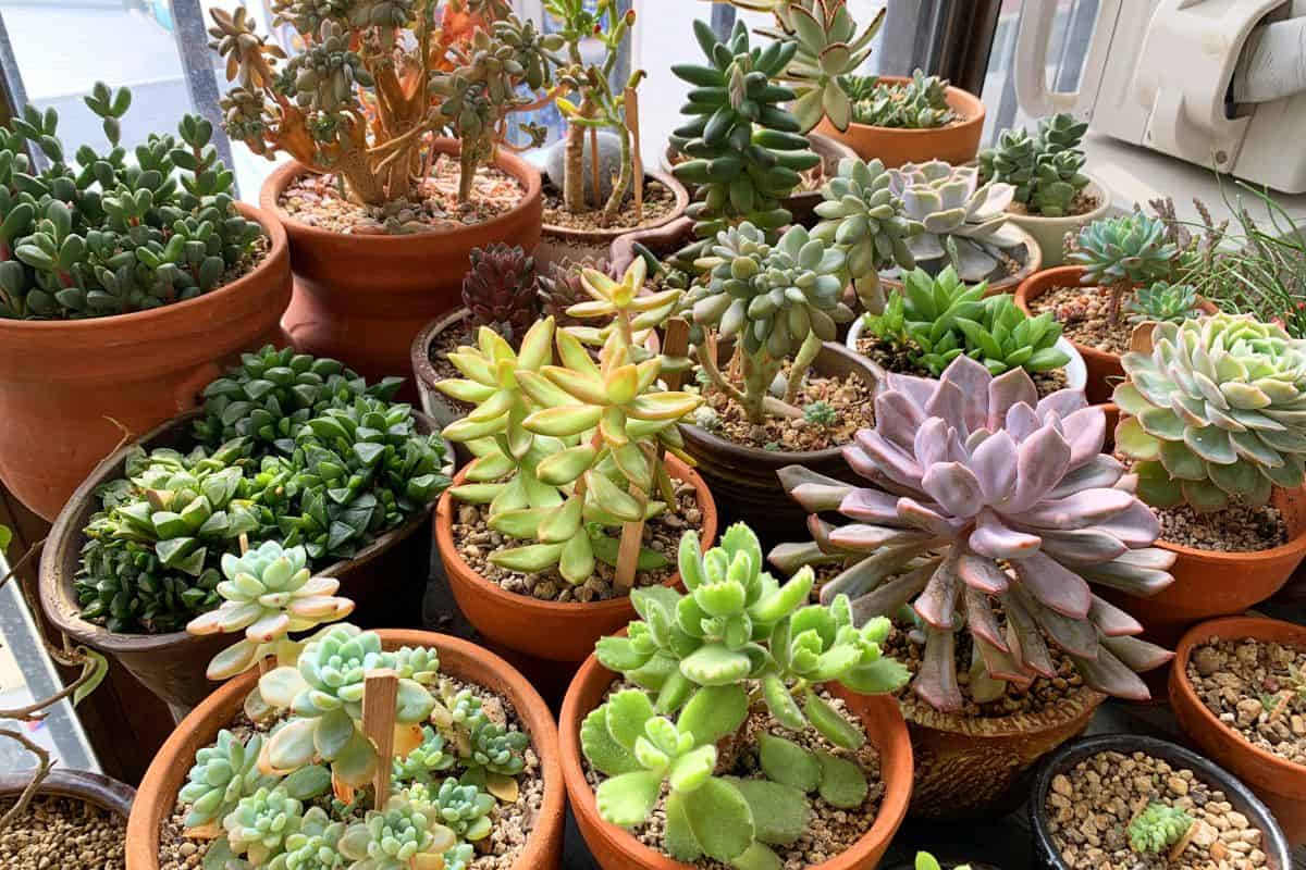 Different varieties of succulents in pots.