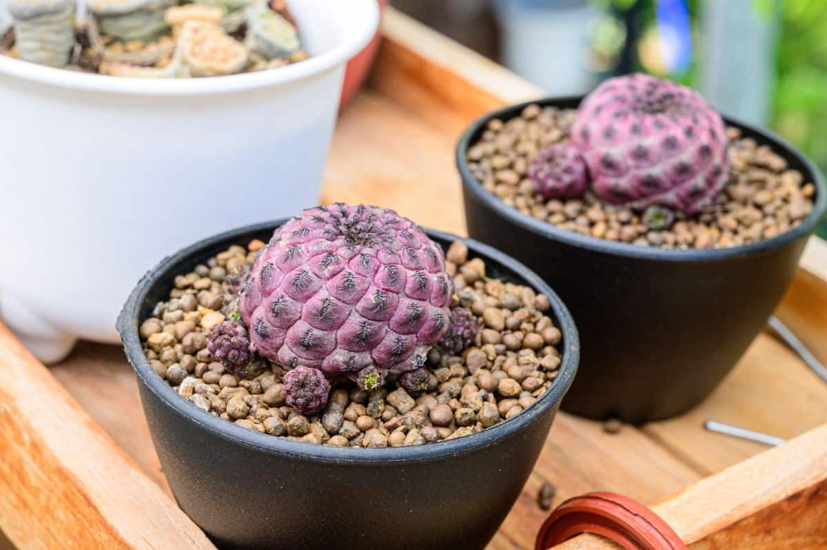 Sulcorebutia rauschii f. violacidermis growing in pots.