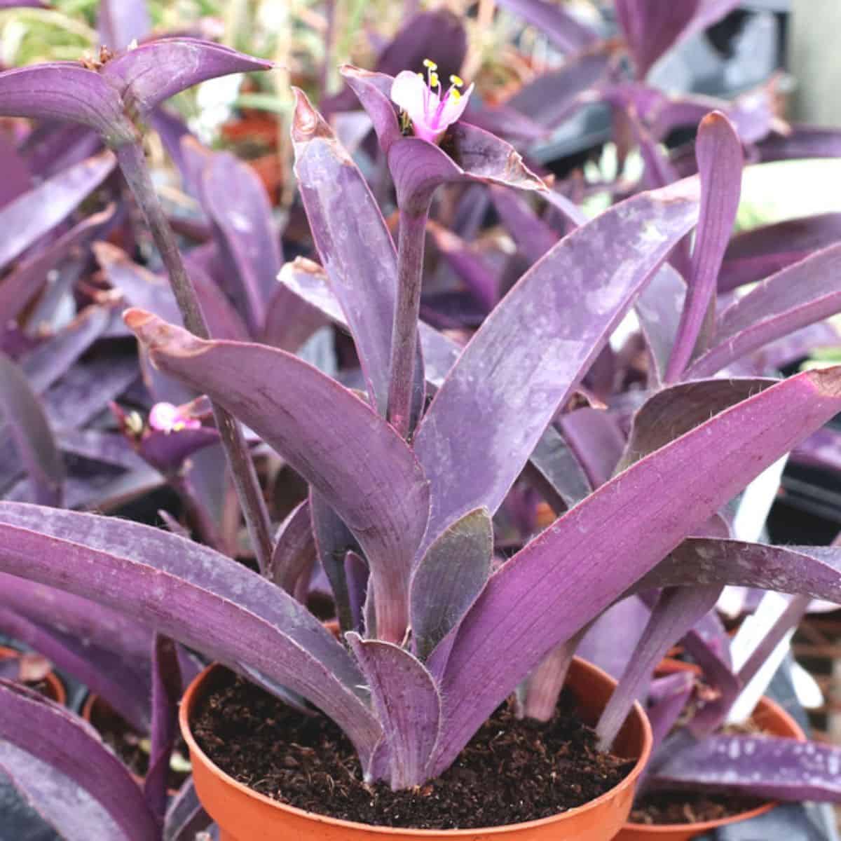 Tradescantia pallida 'Purpurea' - Purple Spiderwort growing in a pot.