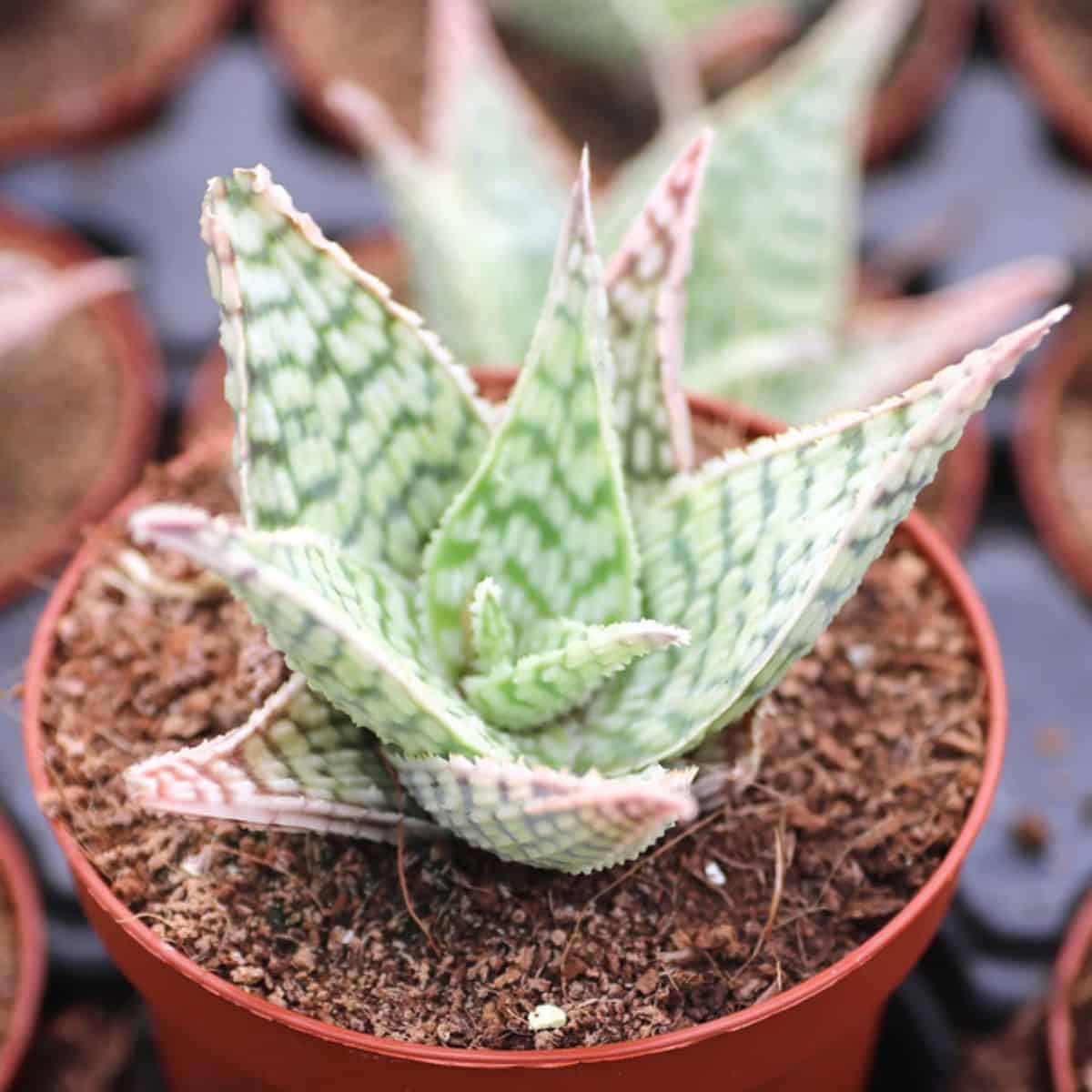 Aloe sp. - 'Delta Lights'  in a pot.