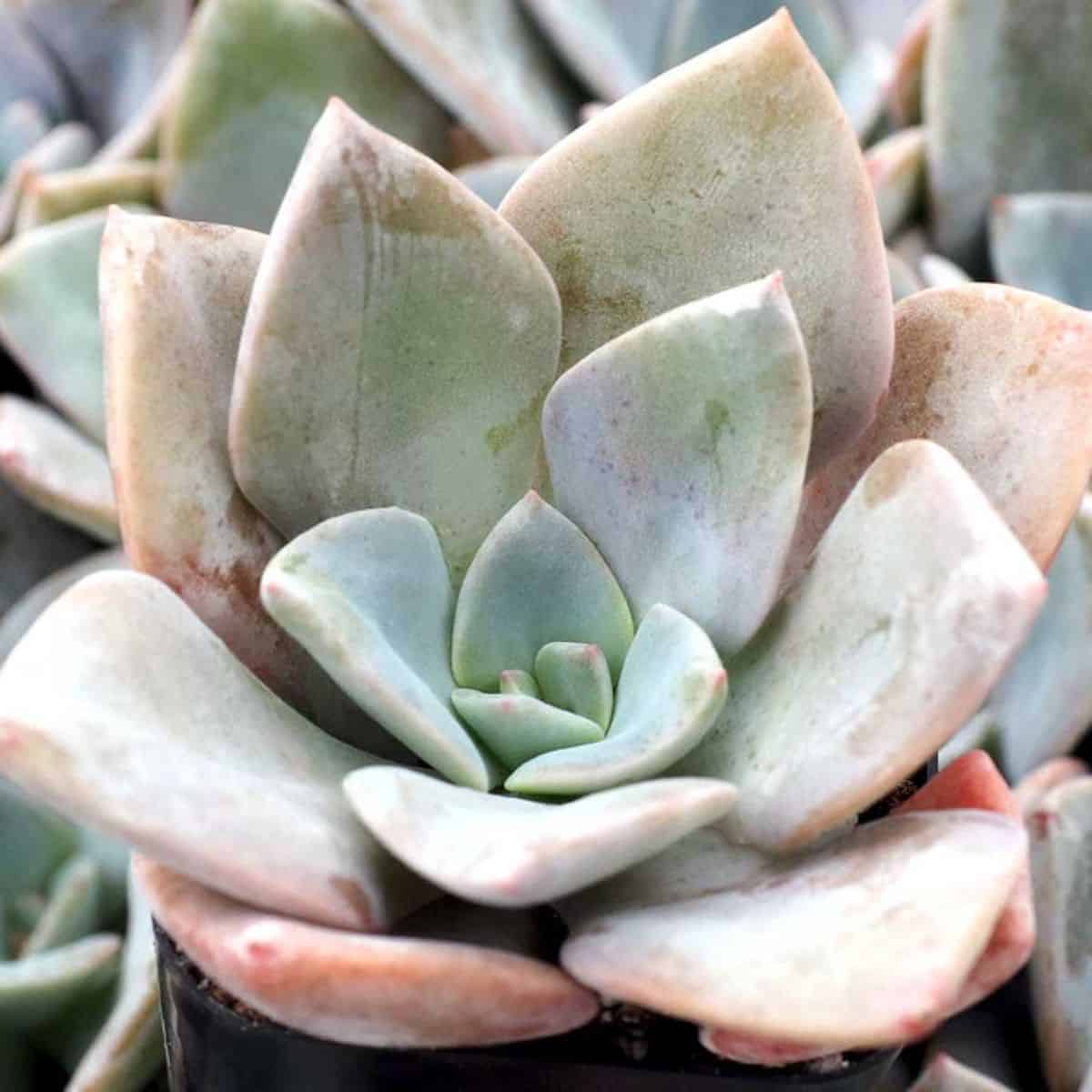 Echeveria ‘Sanyatwe’ in a pot.