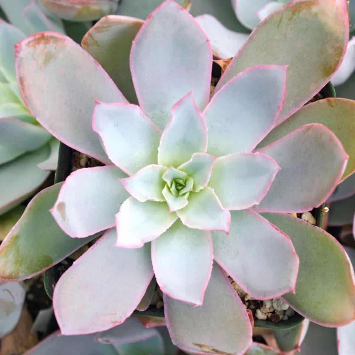 Echeveria cante in a pot.