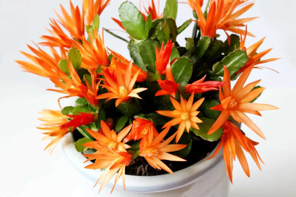 Schlumbergera gaertneri – Colomba or Orange Easter Cactus in a pot.