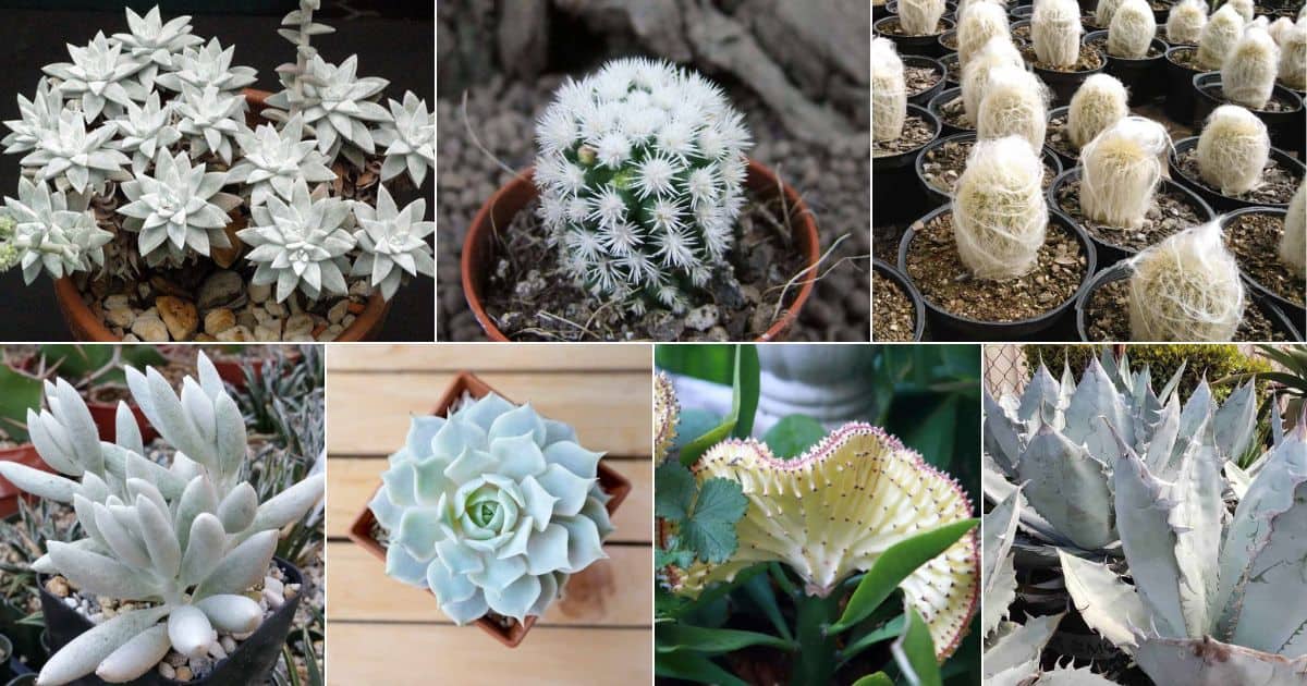 Collage of wonderful white succulents.