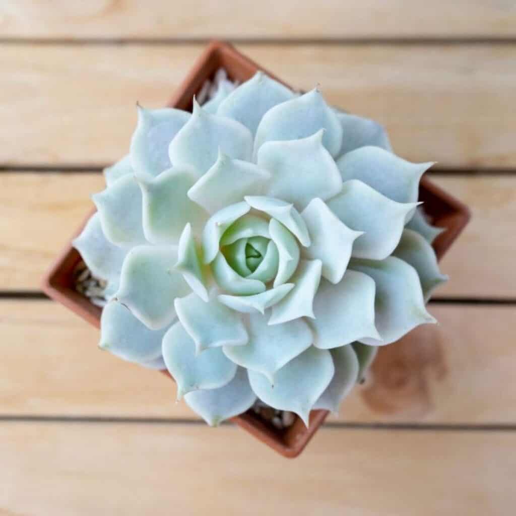 Succulents by Color - Sublime Succulents