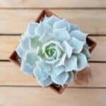 Echeveria lol in a pot on a table.