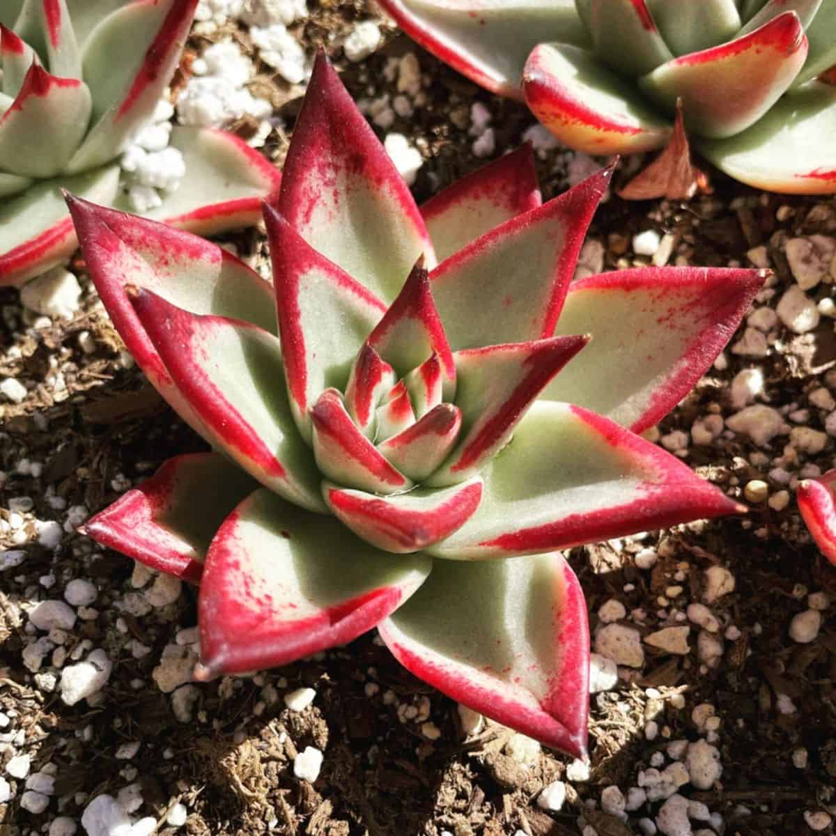 Echeveria Agavoides – orange ebony in a soil.