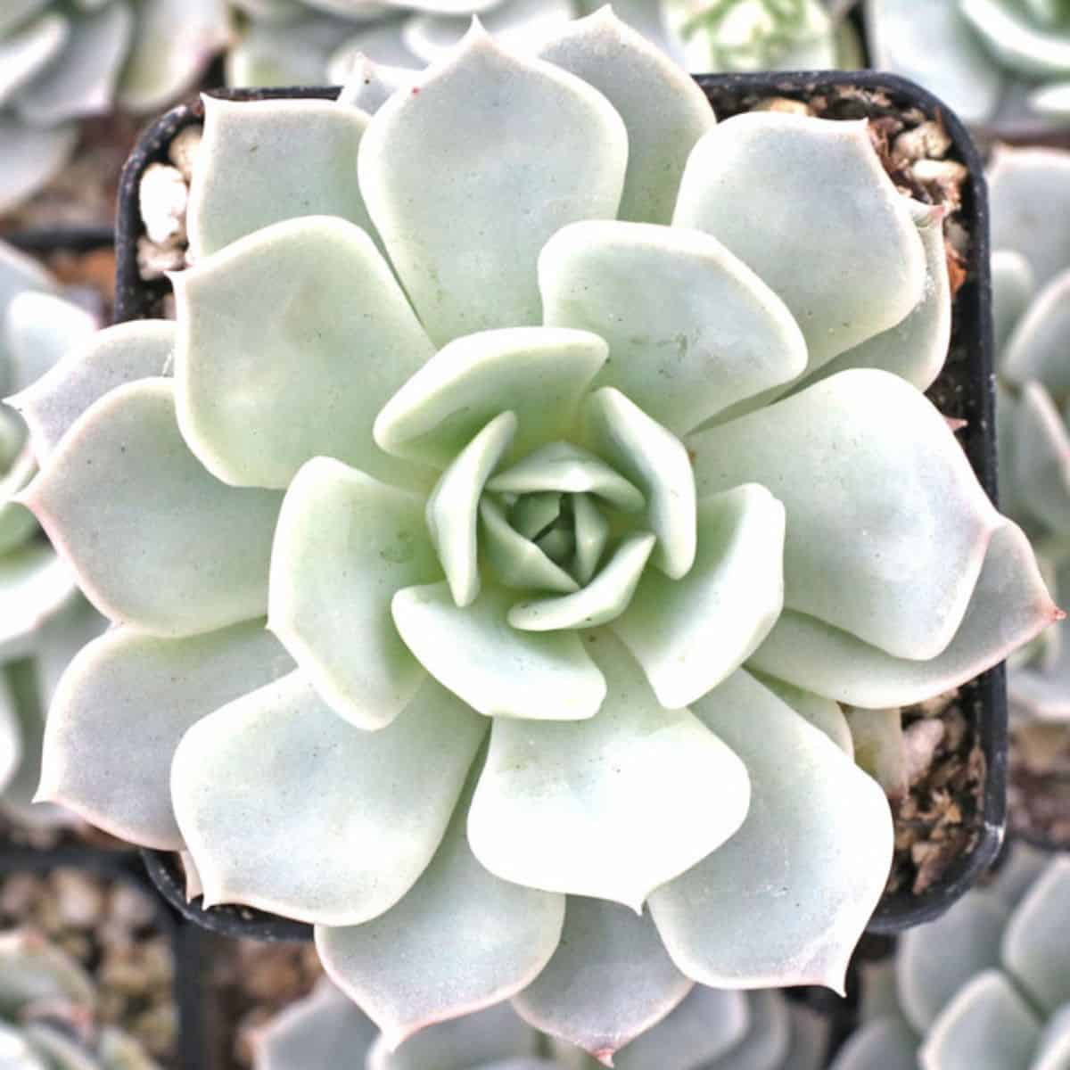 Echeveria sp. - Elsa in a pot.