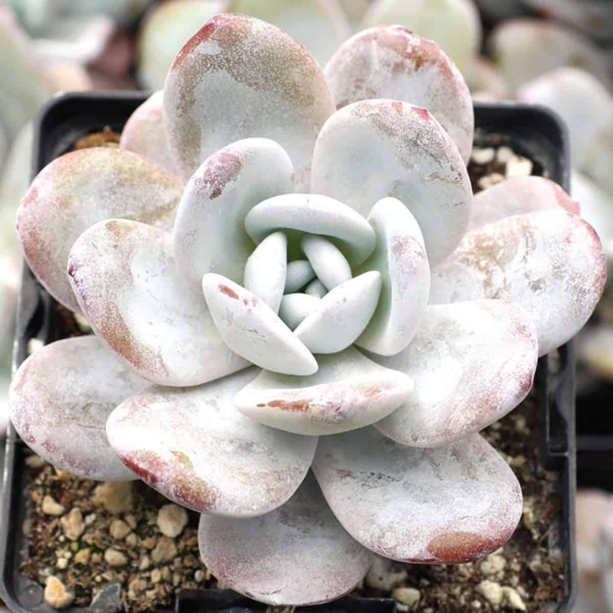 Echeveria laui in a pot.