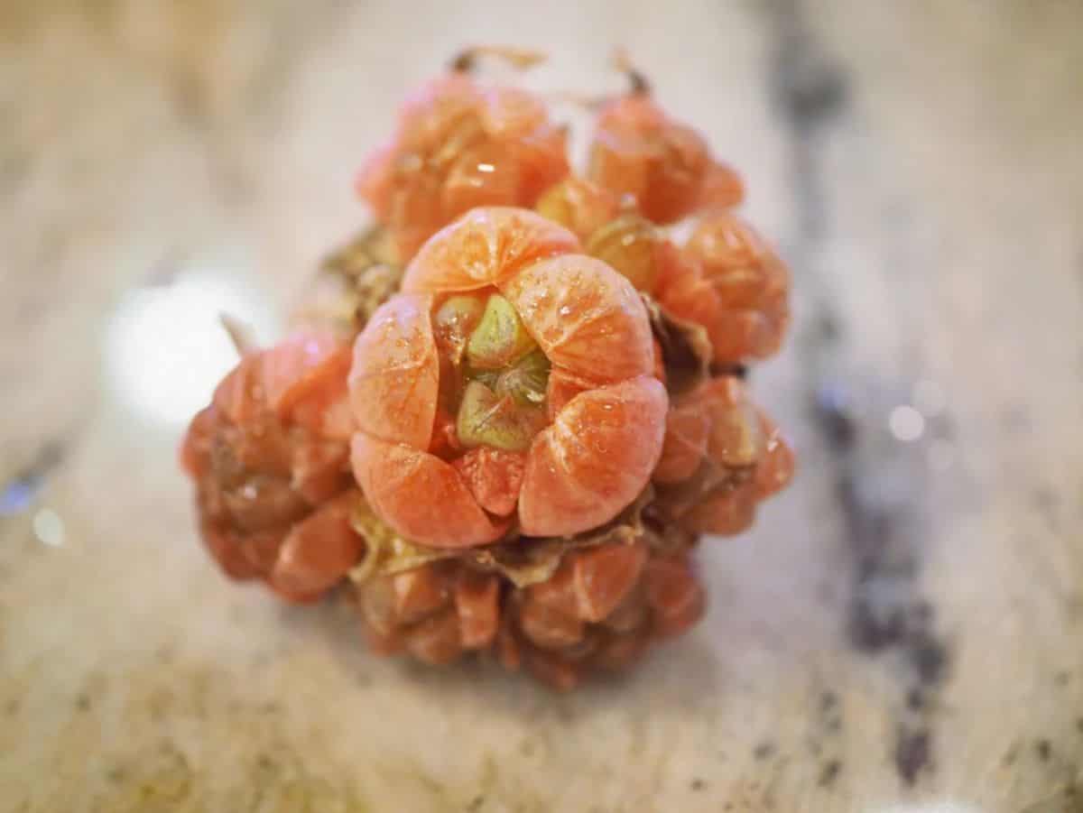 Haworthia obtusa - Orange close-up.