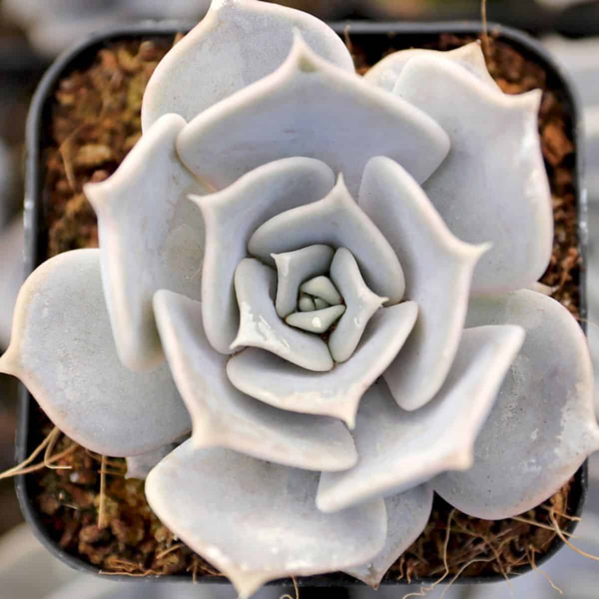 Echeveria lilacina - Ghost Echeveria in a pot.