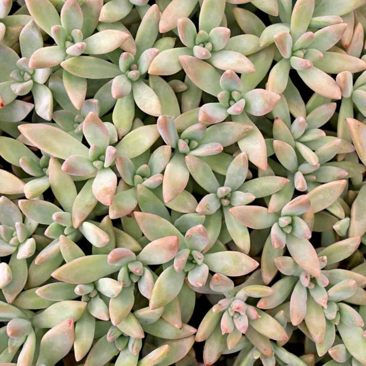 Bunch of Graptosedum Francesco Baldi